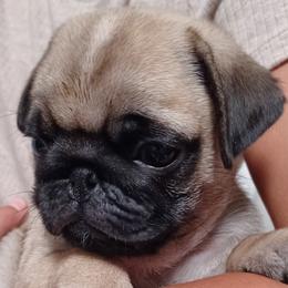 BEN - Fawn Pug puppy in Oregon from Azalea Pugs