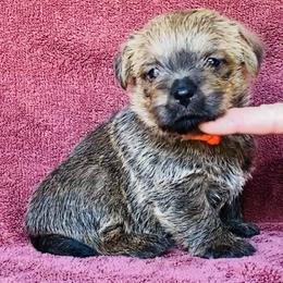 Orange Collar Girl - Red female Norfolk Terrier puppy in Bristol, Tennessee from Holston Hollow Farm