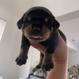 Rottweiler Puppies from GrowlHausRotts