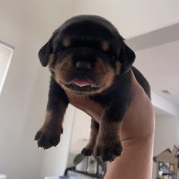 Rottweiler Puppies from GrowlHausRotts