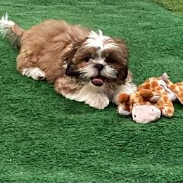Boy 3 - Tricolor male Shih Tzu puppy in Zeigler, Illinois from Dandy Little  Shih Tzu, Shih Poo's and Toy Poodles