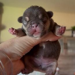 Cocoa and Tan girl - Tricolors female French Bulldog puppy in Gulf Breeze, Florida from SW Frenchies