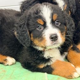 MAUI- brown collar - Black rust and white male Bernese Mountain Dog puppy in White Lake, Michigan from Berner Bud Farm