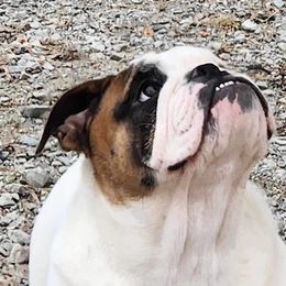 George - Bulldog
