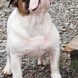George - Bulldog