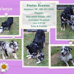 Vanya - Blue merle female Australian Shepherd puppy in Asheboro, North Carolina from Stellar Aussies