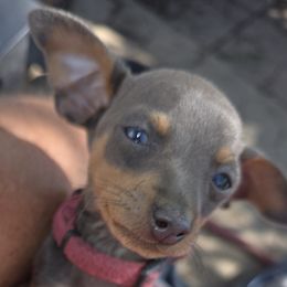 PBLF1-Hot Pink - Blue and tan female Miniature Pinscher puppy in Middle Point, Ohio from Knisely's Min Pins-AKC