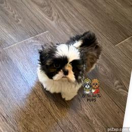 Beau - Tricolor male Shih Tzu puppy in Walkertown, North Carolina from Lil’ Bit’s Shih Tzu