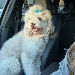 Maggie - Aussiedoodle