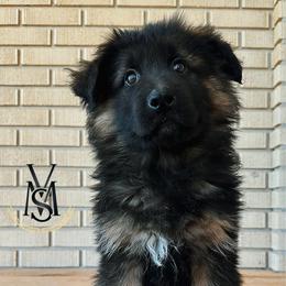 Atlas - Black and red male German Shepherd puppy in Herriman, Utah from VMS Shepherds