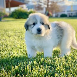 Boy 4 - White and badger male Great Pyrenees puppy in Cedar City, Utah from Forestwood Farms Great Pyrenees