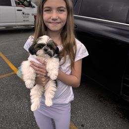 Shih Tzu Puppies from Meadow Lane Pups