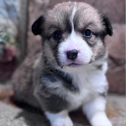Amber - Sable female Pembroke Welsh Corgi puppy in Elberta, Utah from 3F Farms- Pembroke Welsh Corgis and Irish Wolfhounds