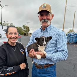 Niles Crane - Brindle and white male American Corgi puppy in Paden, Oklahoma from Sunray Ranch