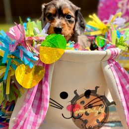 Dachshund Puppies from Doxi Delights
