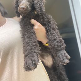 Blue Collar - Brown Poodle puppy in Atlanta, Georgia from Sprinkle Me Puppy