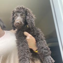 Blue Collar - Brown Poodle puppy in Atlanta, Georgia from Sprinkle Me Puppy