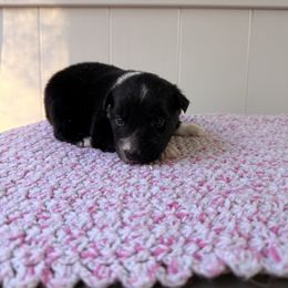 Gingerbread - Black tri-color male Australian Shepherd puppy in Placerville, California from BFF Aussies