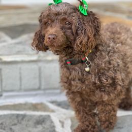Poodles and Shih Tzus from House of Paws Heritage Nursery