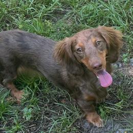 Kendra - Dachshund