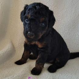 Eclair - purple girl - Phantom female Goldendoodle puppy in Stevensville, Montana from 3 Willows Doodles