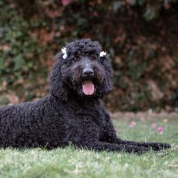Double Doodle, Goldendoodle, and Labradoodle All Grown Up from The Doodle Ranch-California