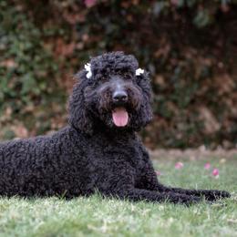 Double Doodle, Goldendoodle, and Labradoodle All Grown Up from The Doodle Ranch-California
