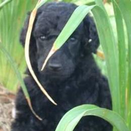 Poodle puppies from Targa Poodles