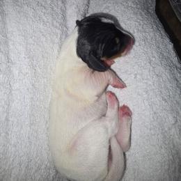 Snowy - Piebald female Dachshund puppy in Oklahoma City, Oklahoma from Hamm Weenies  AKC (Dachshunds)