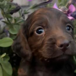 Dachshunds from Freckled Roots Farm Dachshunds