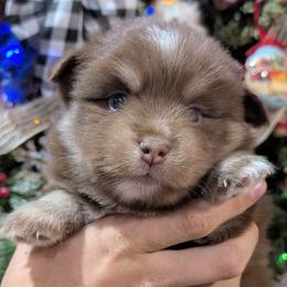 Mocha - 2000.00 - Chocolate male Pomsky puppy in Spring Hill, Florida from www.PuppyTimeEmporium.com