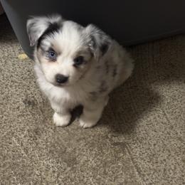 Australian Shepherd, Miniature American Shepherd, Miniature Australian Shepherd, and Toy Australian Shepherd Puppies from HP Aussie Kennels