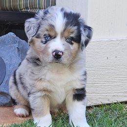 Bear - Blue merle male Miniature Australian Shepherd puppy in Austin, Texas from Austin Aussies by Jody