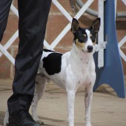 Rat Terrier All Grown Up from Icon rat terriers