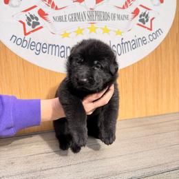3rd pick Black male - Black male German Shepherd puppy in Hollis Center, Maine from Noble German Shepherds of Maine