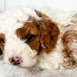 Bernedoodles and Cavapoos from Cascade Springs Doodles