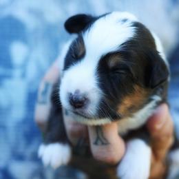 Hank - Black tri male Miniature American Shepherd puppy in Battle Ground, Washington from Casita Miniature American Shepherds