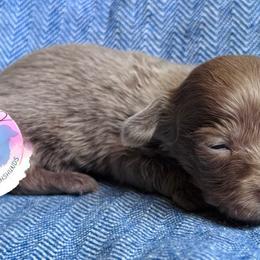 Girl 2 - Fawn (isabella) and cream female Dachshund puppy in Houston, Texas from L&L 4D Dancer’s Dachshunds