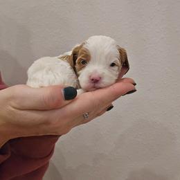 Darling - Blenheim female Cavapoo puppy in Fordland, Missouri from K&K's Puppy Kingdom