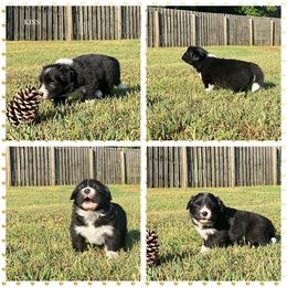 Girl 1 - Border Collie puppy from Kensington Border Collies