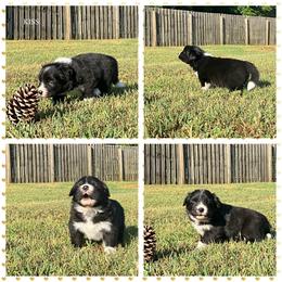 Girl 1 - Border Collie puppy from Kensington Border Collies