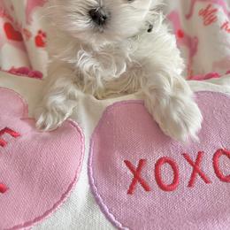 Maltese Puppies from Prime Malteses