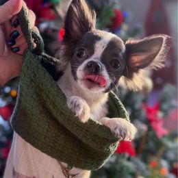 Zara - Blue brindled fawn female Chihuahua puppy in Harrison, Michigan from Cloud9 Chihuahuas