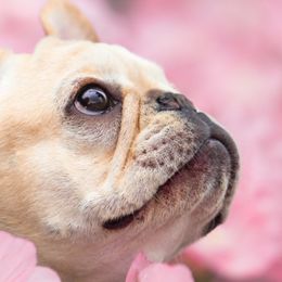 French Bulldogs from Sierra Frenchies