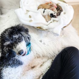 Cavapoo and Poodle Puppies from Freckle Paw Poodles