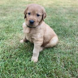 Golden Retriever Puppies from Washington Lakeside Goldens