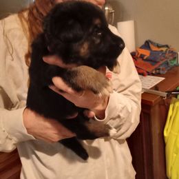 Nala rae red collar - Black and tan female German Shepherd puppy in Nye, Montana from Duke AKC Shepherds