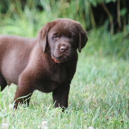 Labrador Retriever Puppies from Prebleridge Acres