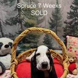 Spruce - Black brown and white male Basset Hound puppy in Hodges, South Carolina from Blooming Basset
