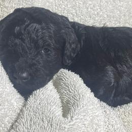 Green striped collar - Black female Labradoodle puppy in Mc Cook, Nebraska from Powers Doodles